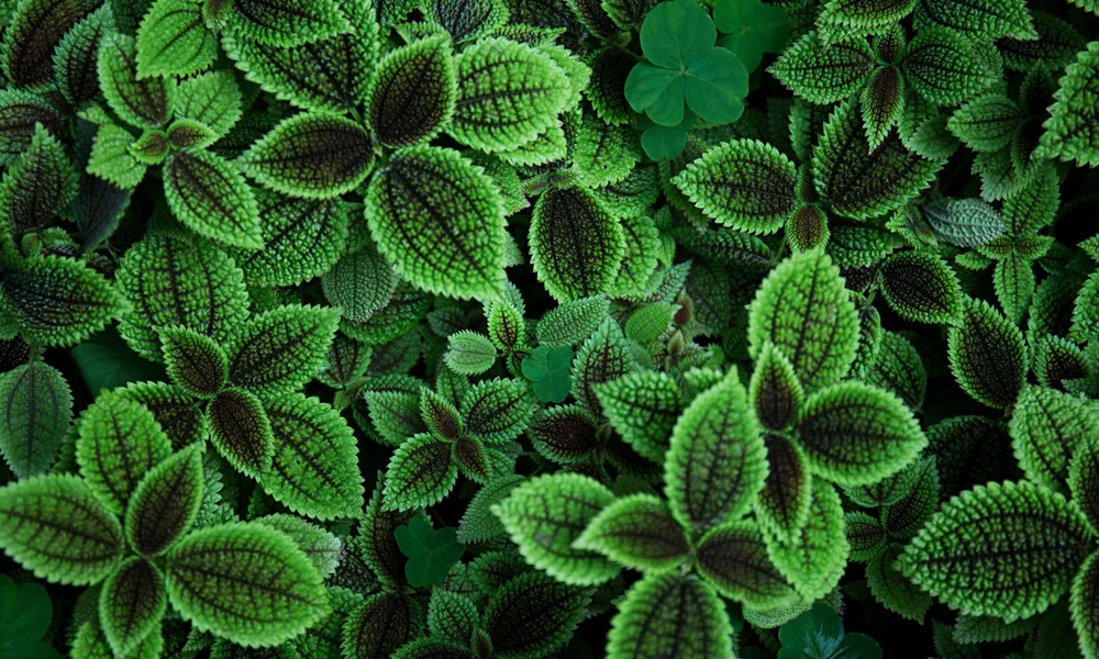 3 Plants HD Background