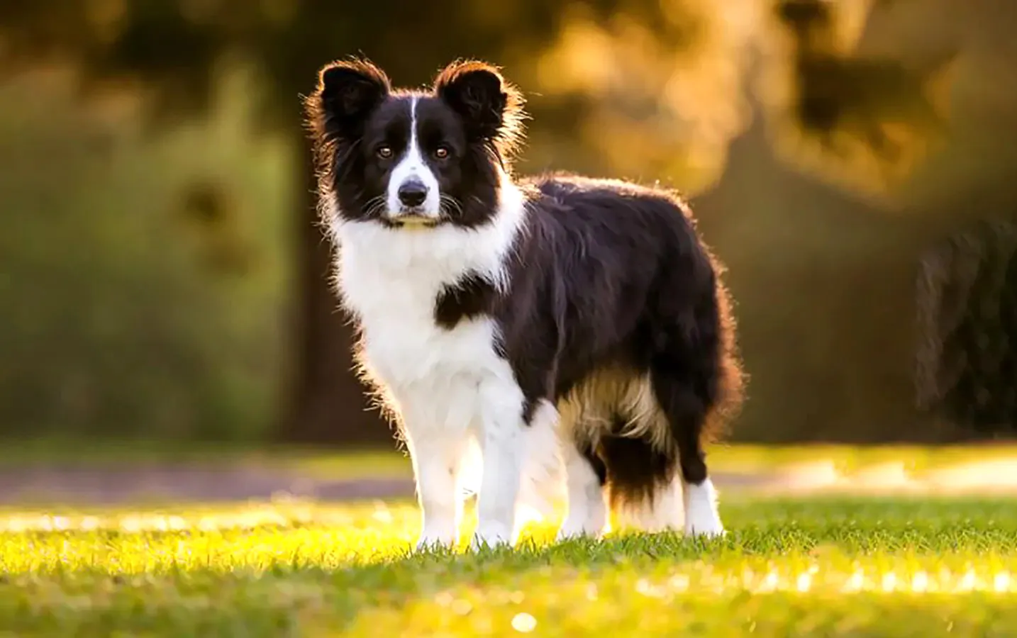 31 Border Collie