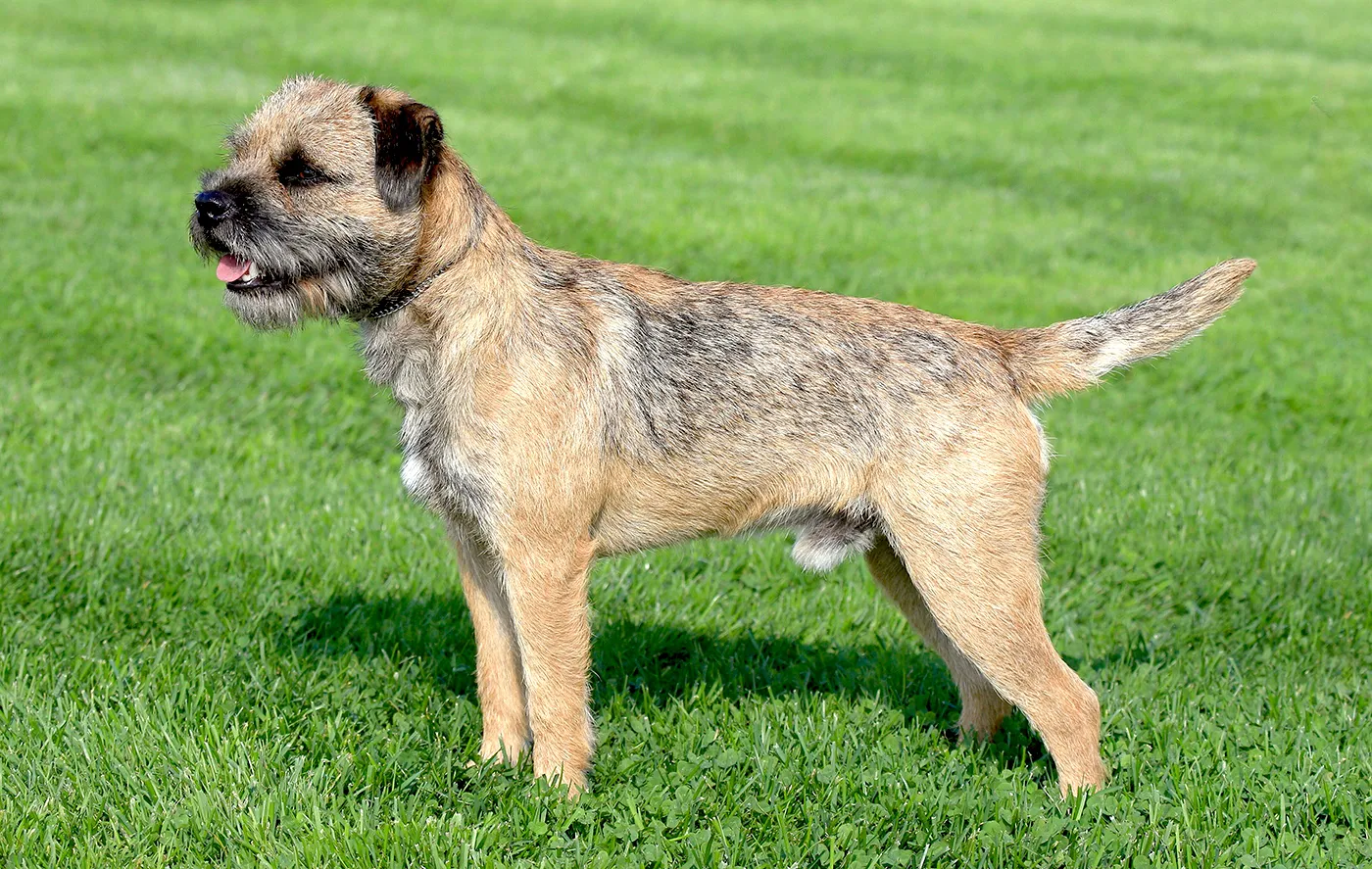 32 Border Terrier