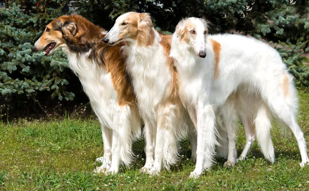 33 Borzoi