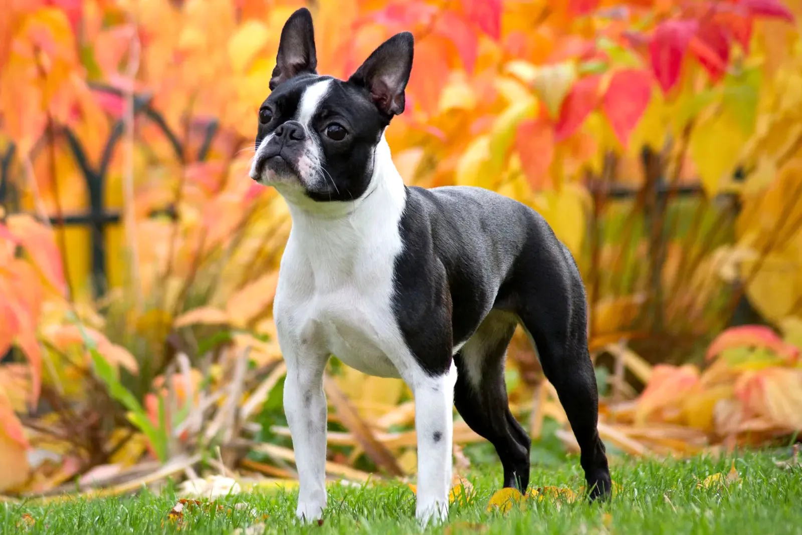 34 Boston Terrier