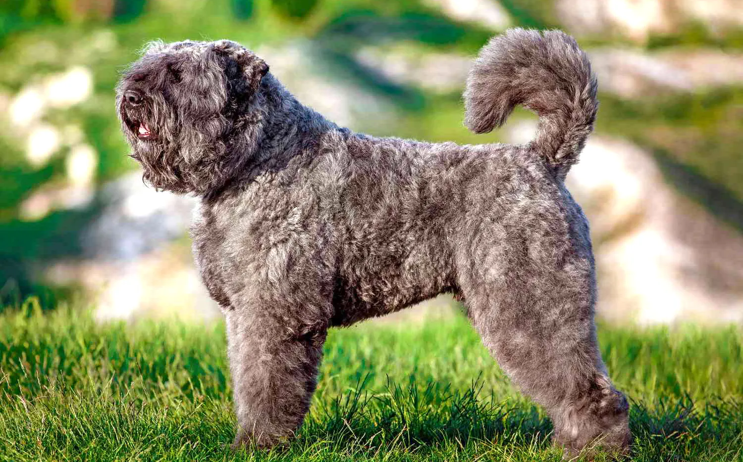 35 Bouvier Des Flandres