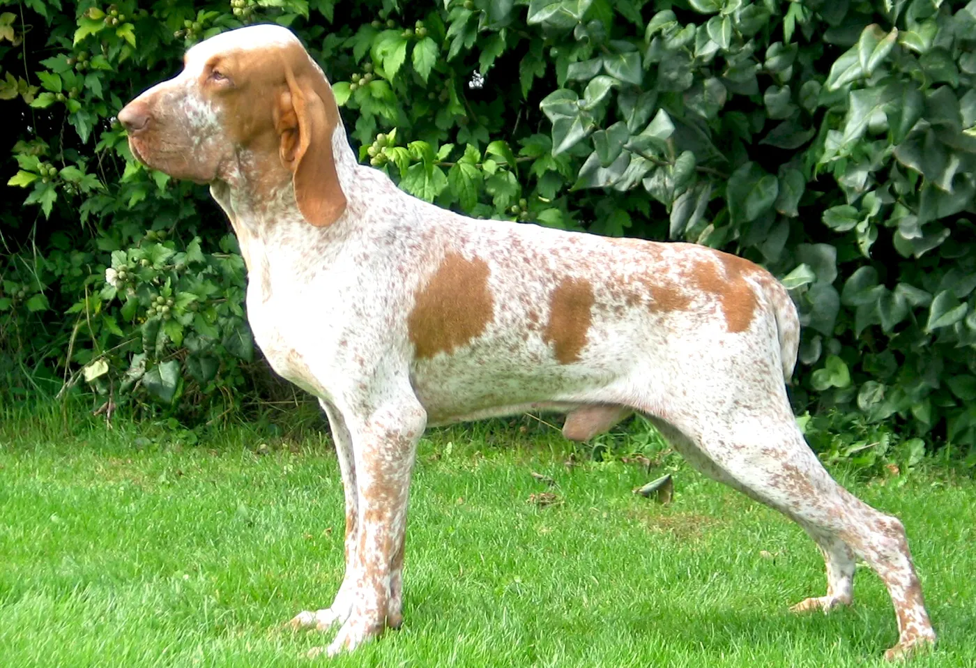 37 Bracco Italiano