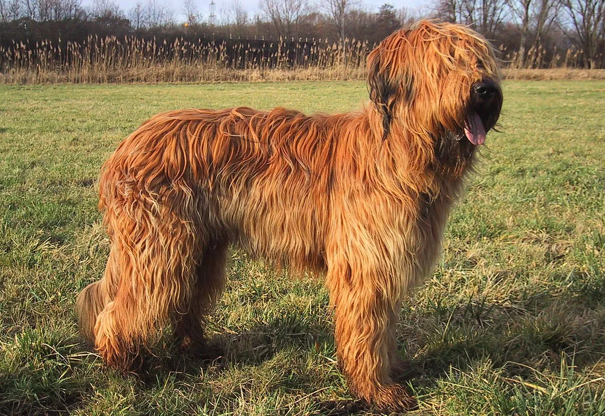 38 Briard