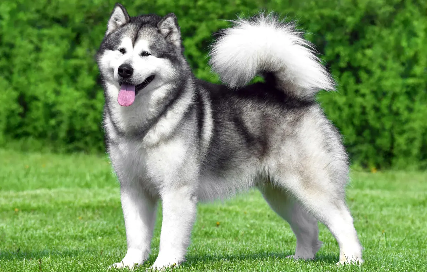 4 Alaskan Malamute