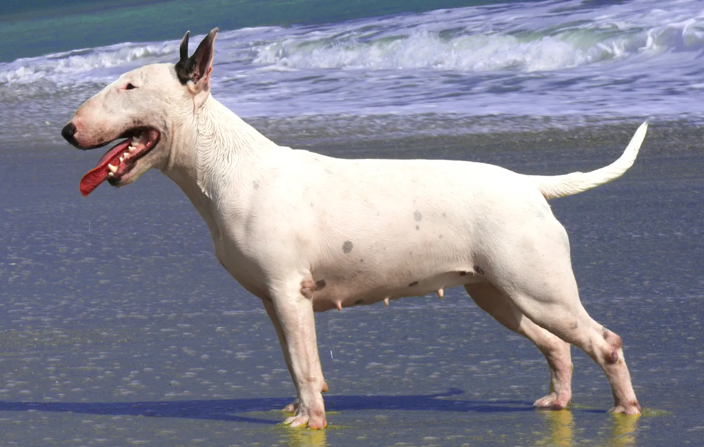 40 Bull Terrier