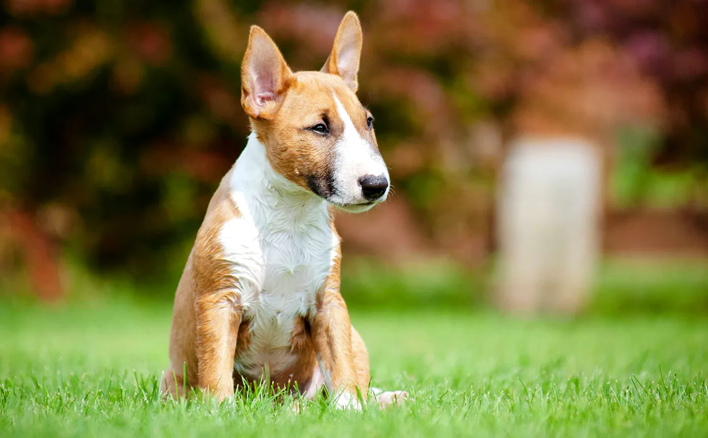 41 Bull Terrier Miniature