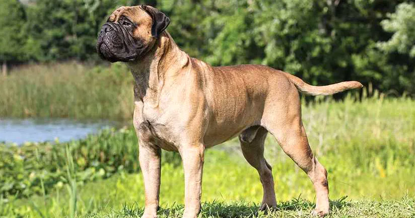 43 Bullmastiff
