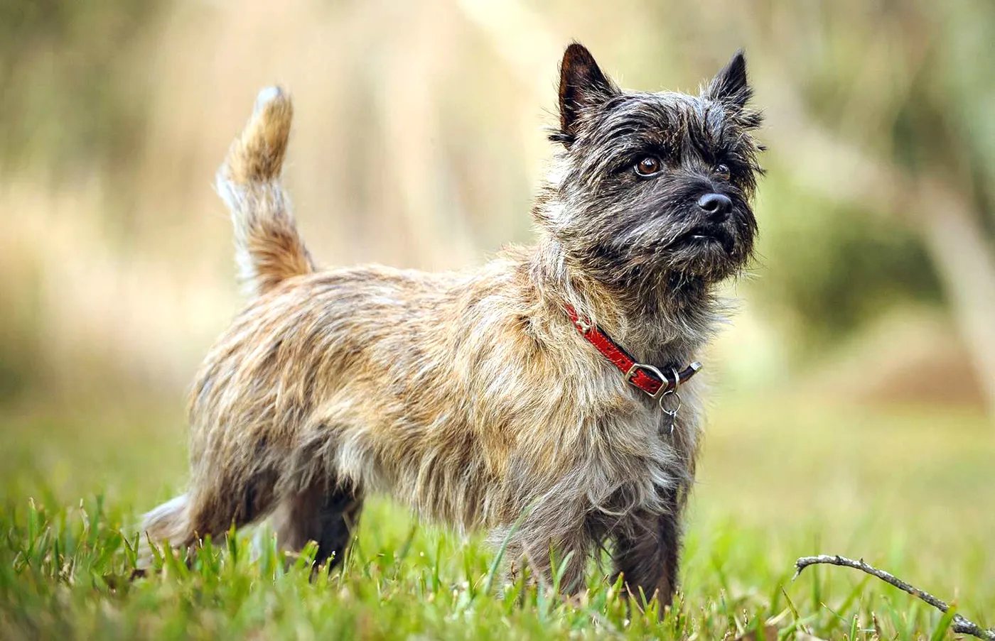 44 Cairn Terrier
