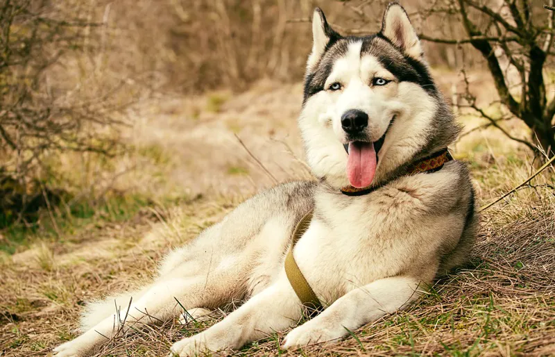 46 Canadian Eskimo Dog