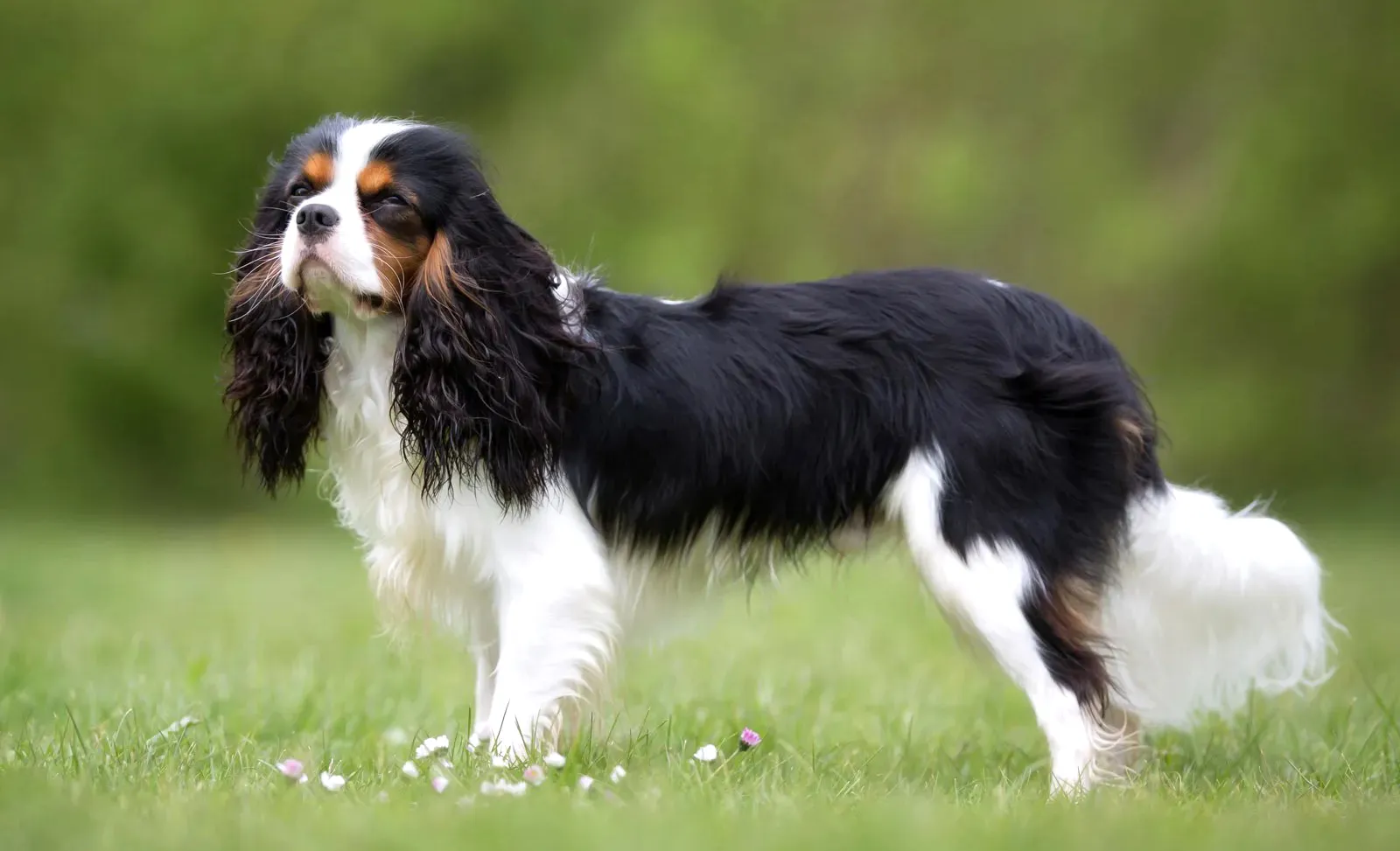 47 Cavalier King Charles Spaniel