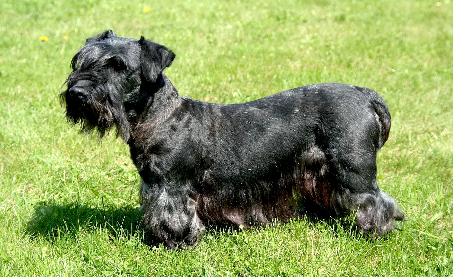 48 Cesky Terrier