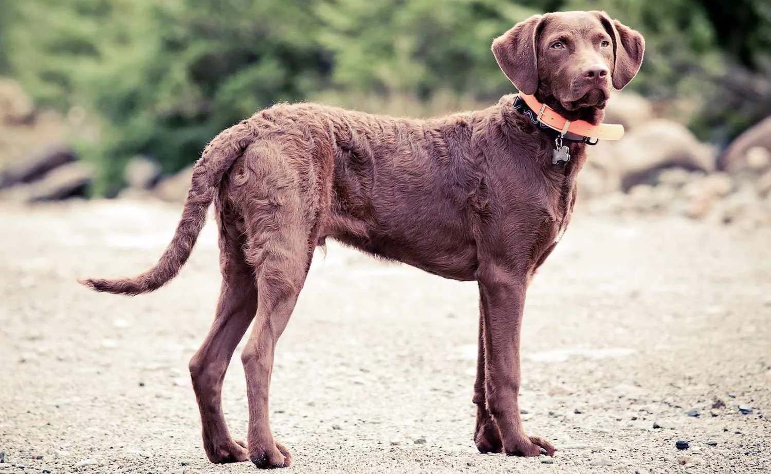49 Chesapeake Bay Retriever