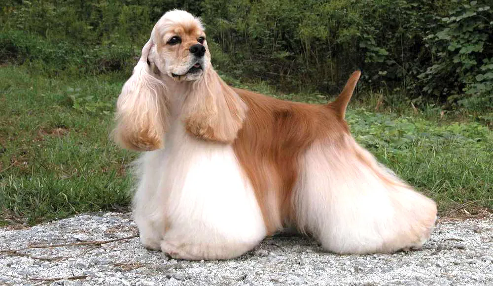 5 American Cocker Spaniel