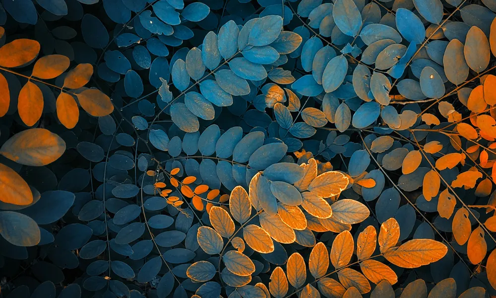 5 Autumn Leaves Wallpaper