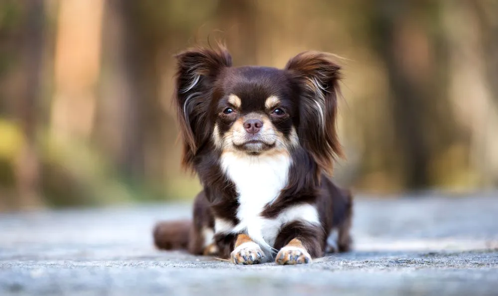 50 Chi Hua Hua (Long Coat)