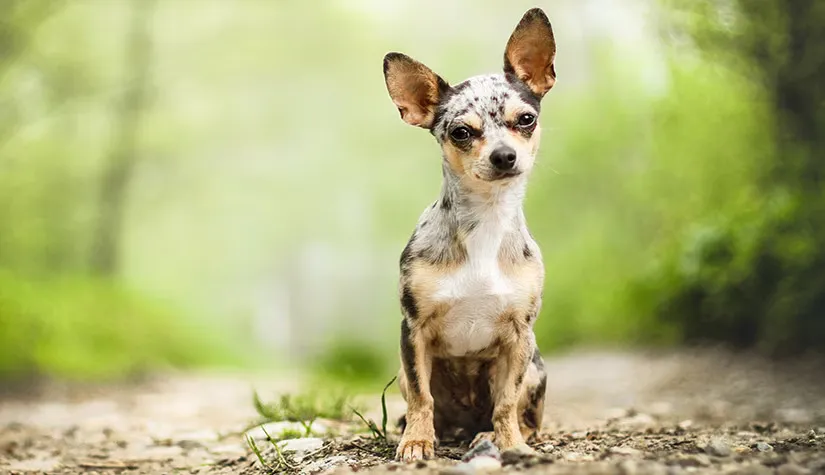 51 Chi Hua Hua (Smooth Coat)