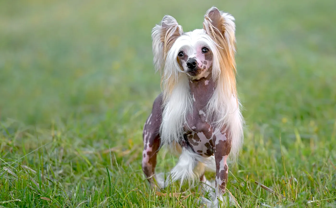 52 Chinese Crested