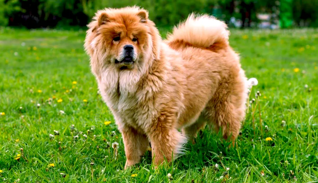 53 Chow Chow (Rough)