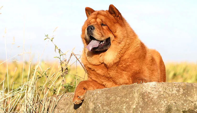 54 Chow Chow (Smooth)