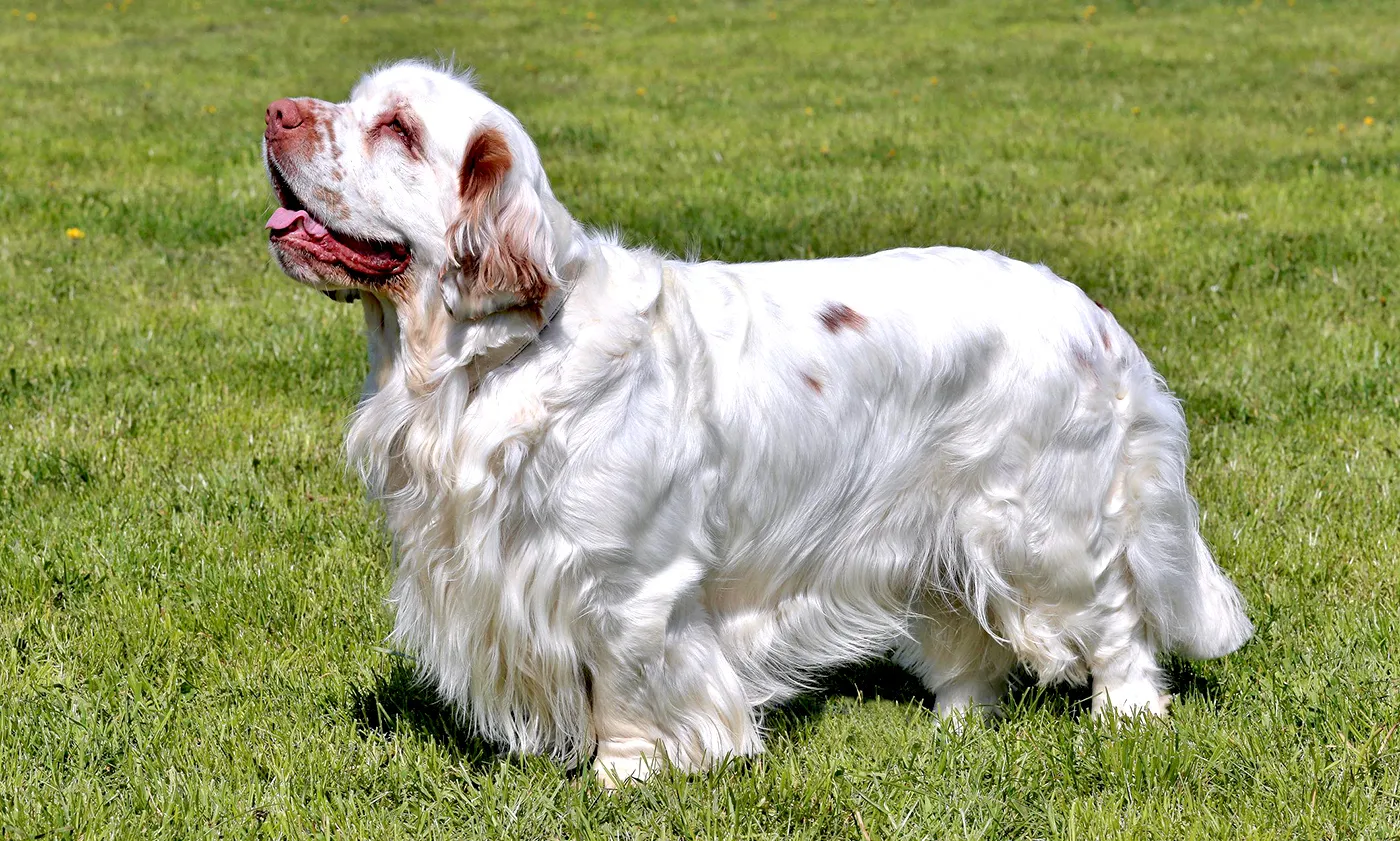 55 Clumber Spaniel