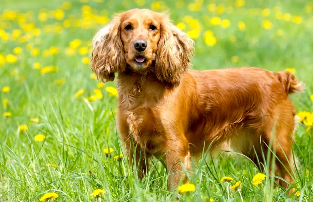 56 Cocker Spaniel (English)