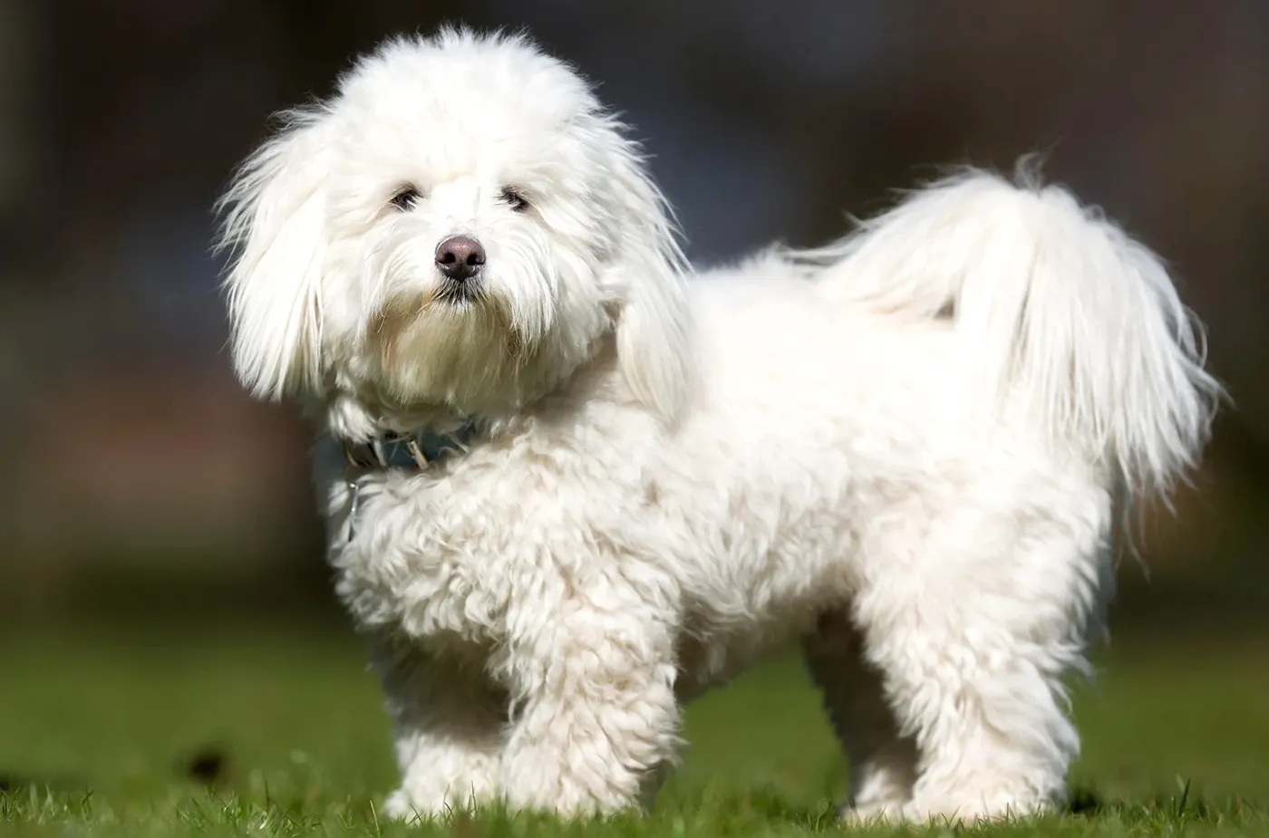 59 Coton De Tulear