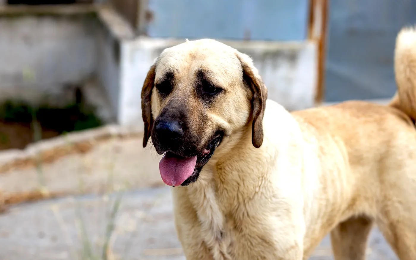 6 Anatolian Shepherd Dog