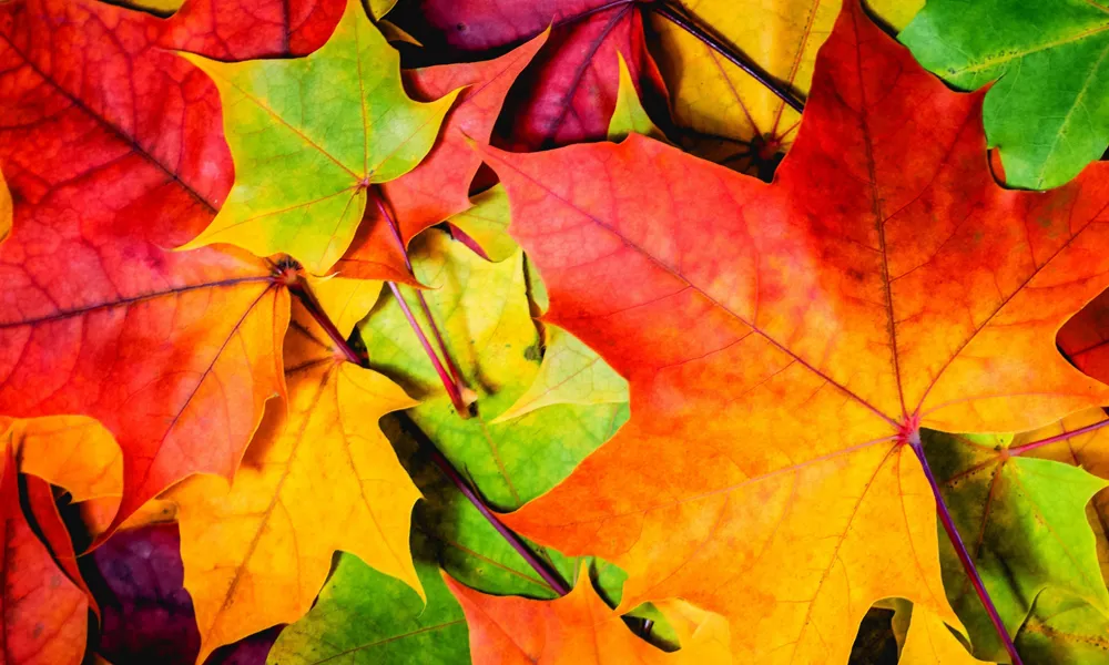 6 Autumn Leaf 4K Background