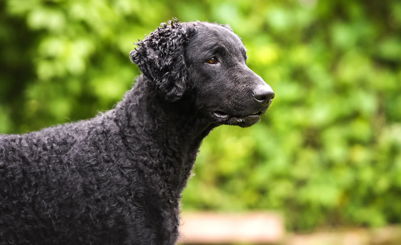60 Curly-Coated Retriever