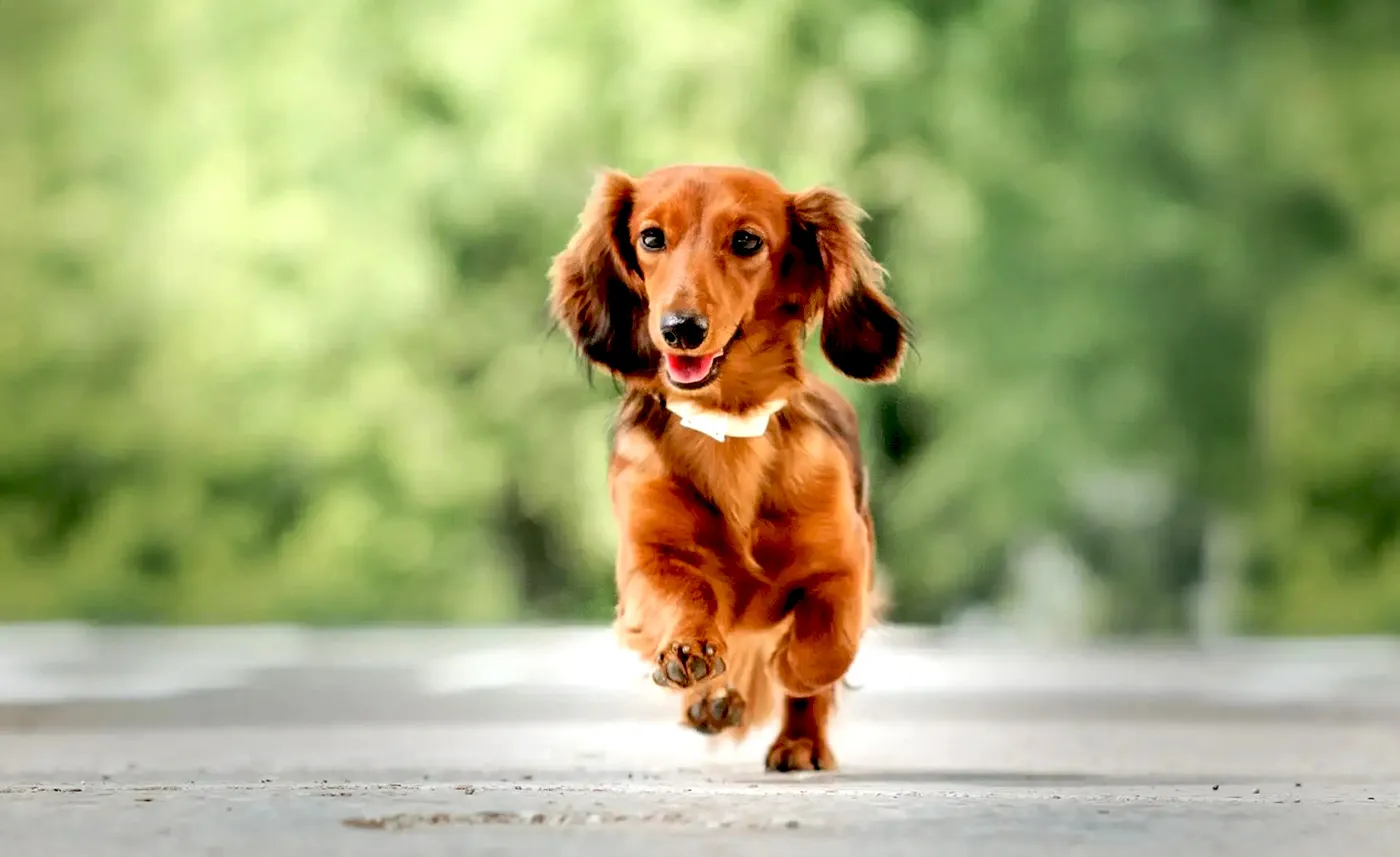 61 Dachshund (Long Haired)