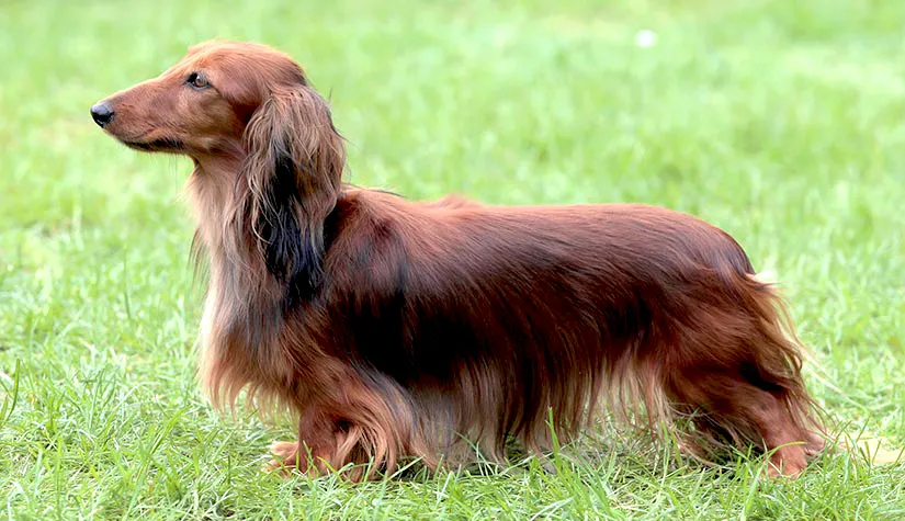 62 Dachshund (Miniature Long Haired)