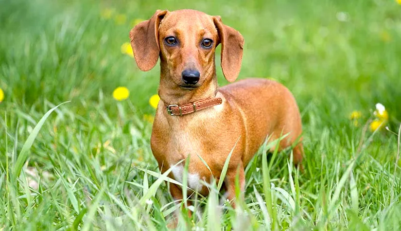 63 Dachshund (Miniature Smooth Haired)