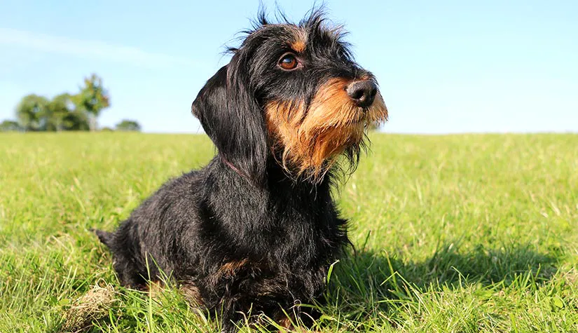 64 Dachshund (Miniature Wire Haired)