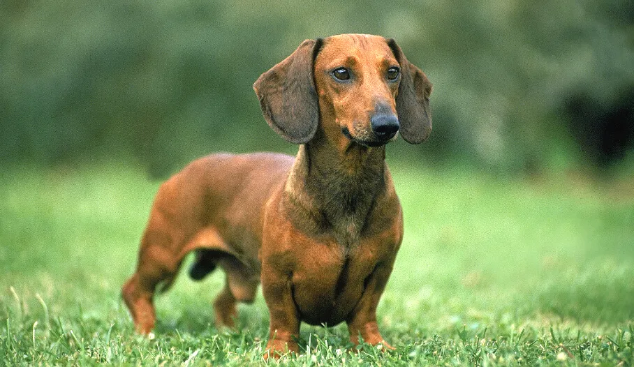 65 Dachshund (Smooth Haired)