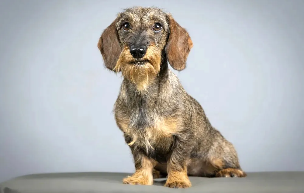 66 Dachshund (Wire Haired)
