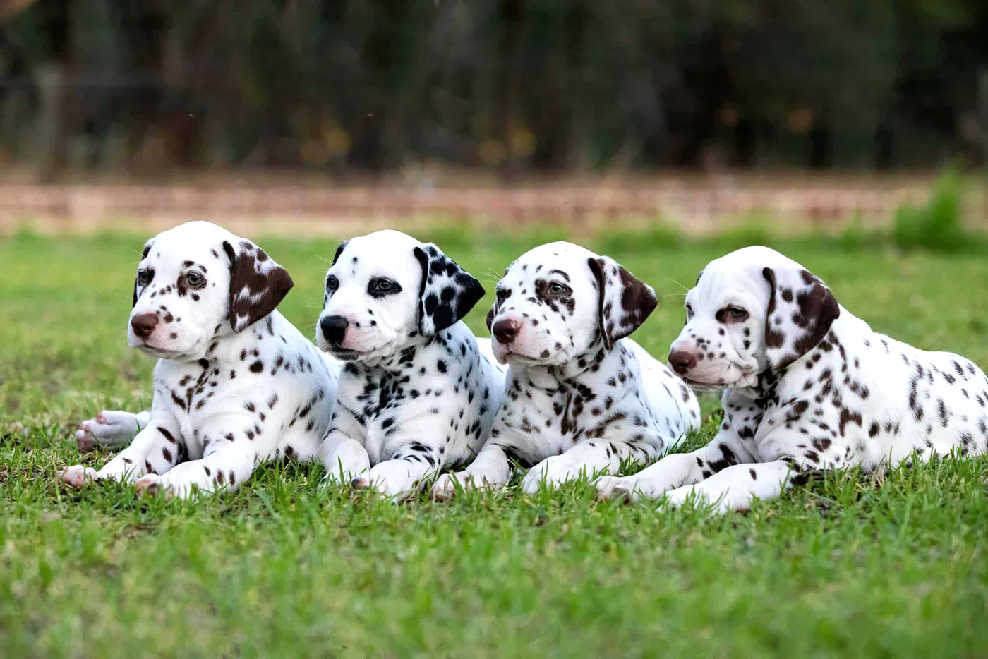 67 Dalmatian