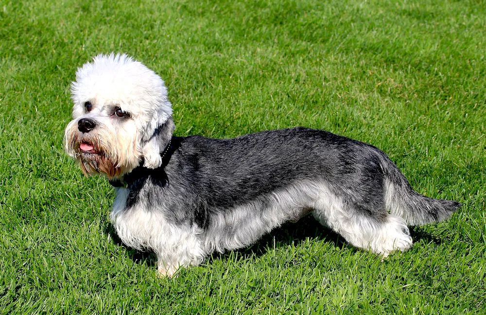 68 Dandie Dinmont Terrier