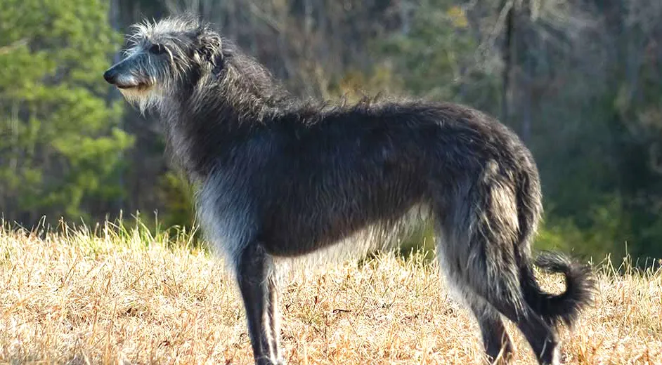 69 Deerhound