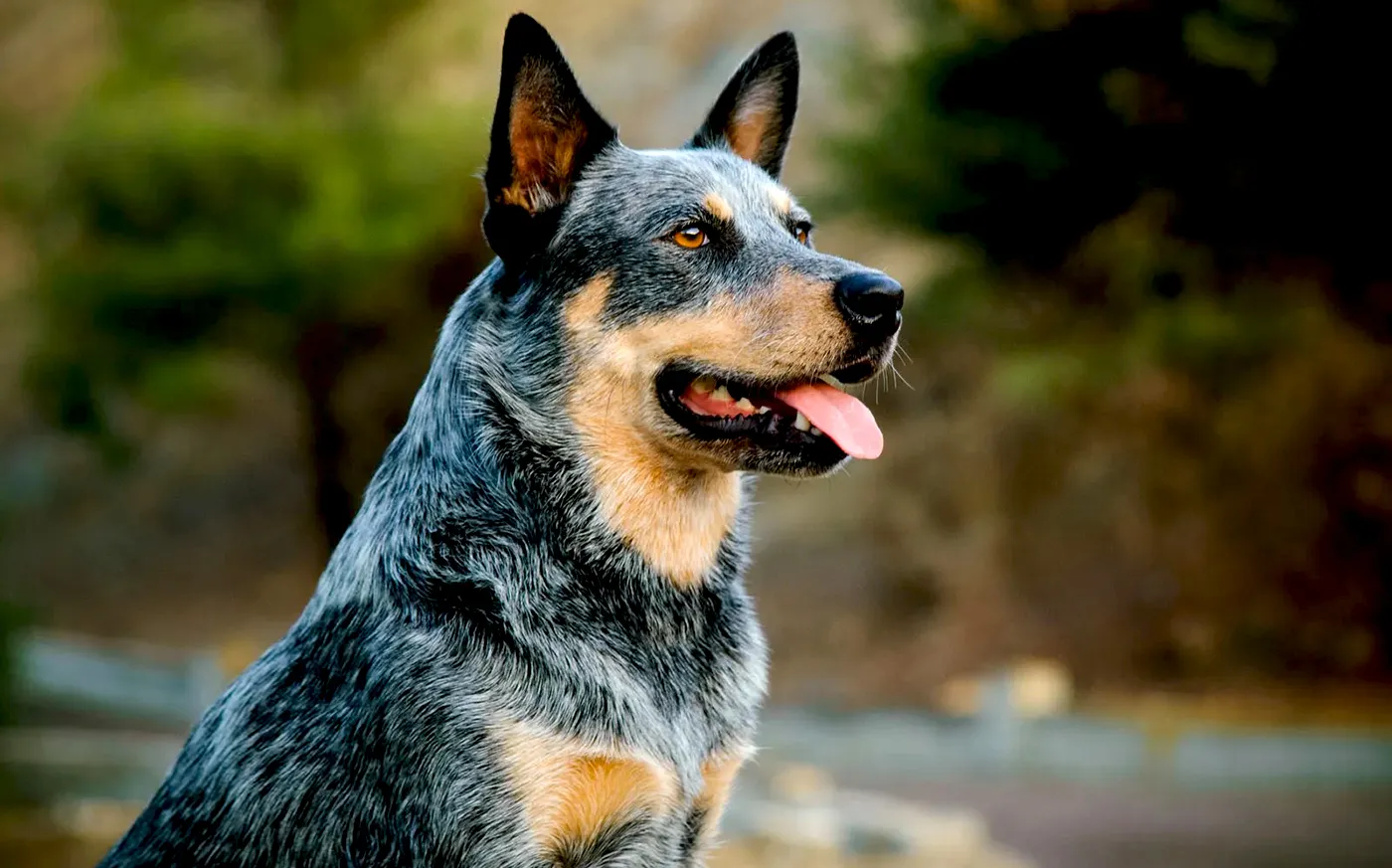 7 Australian Cattle Dog