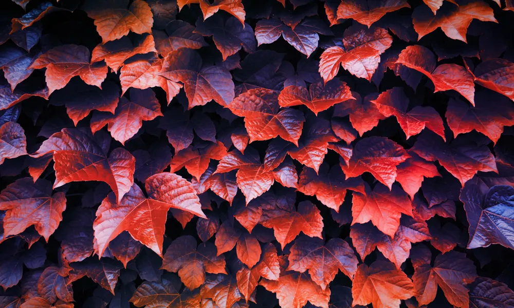 7 Autumn Chromebook Wallpaper