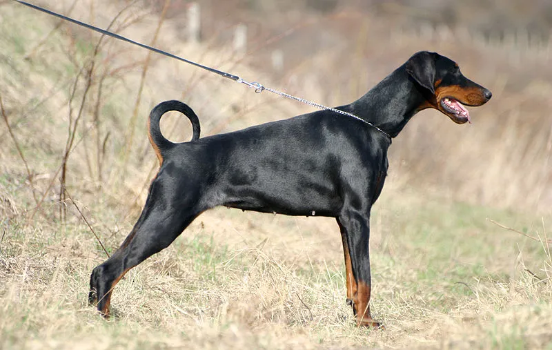 70 Dobermann