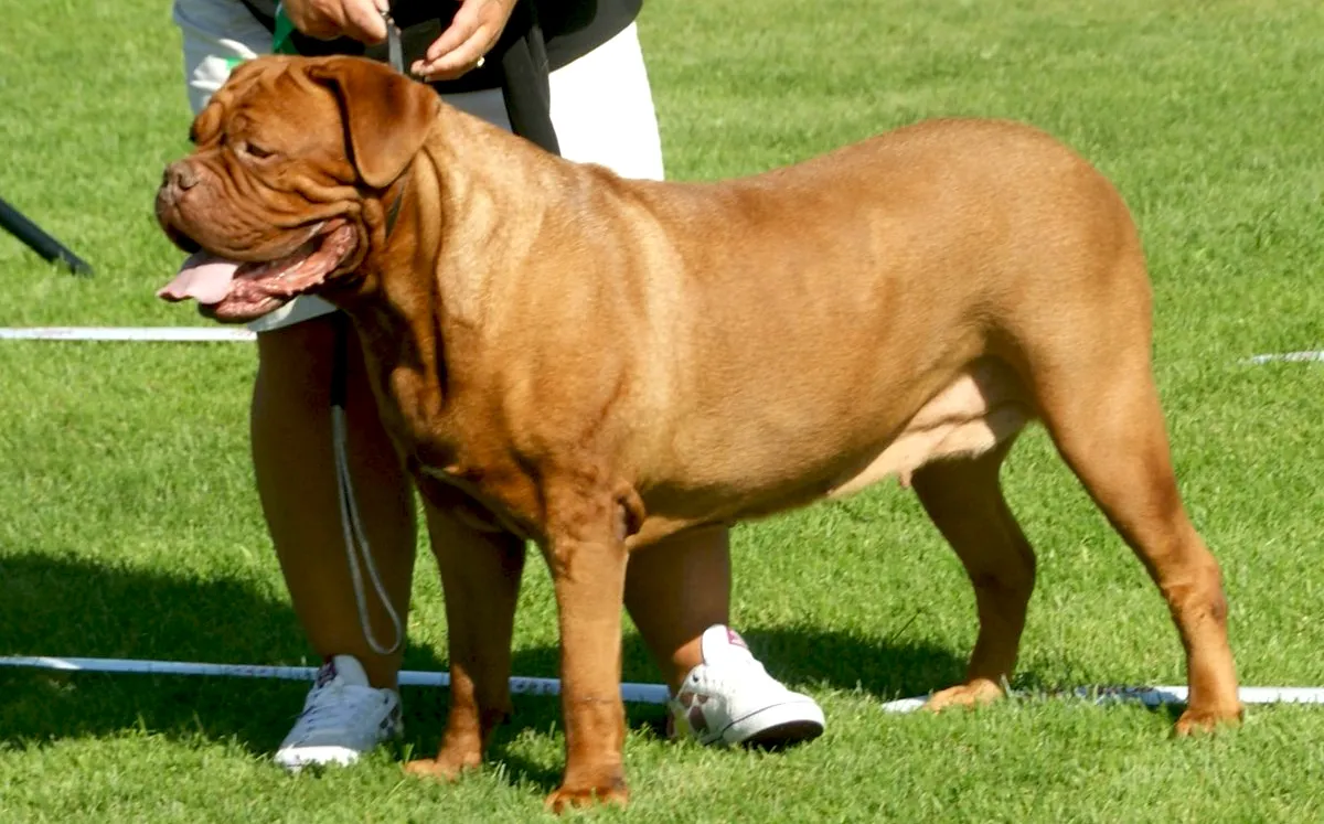71 Dogue De Bordeaux