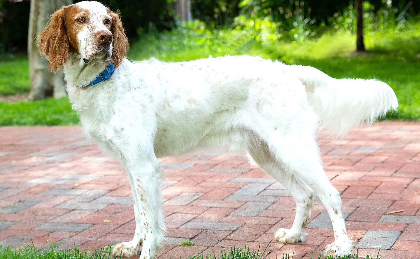 72 English Setter