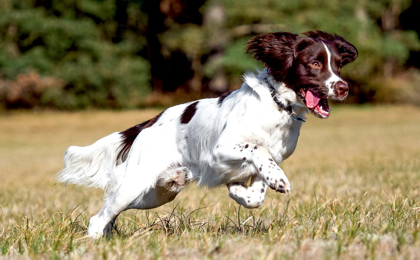 73 English Springer Spaniel