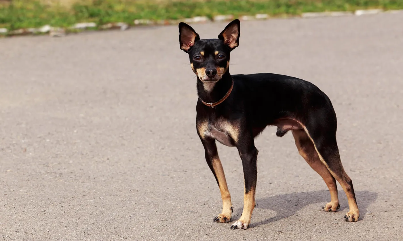 74 English Toy Terrier (Black & Tan)