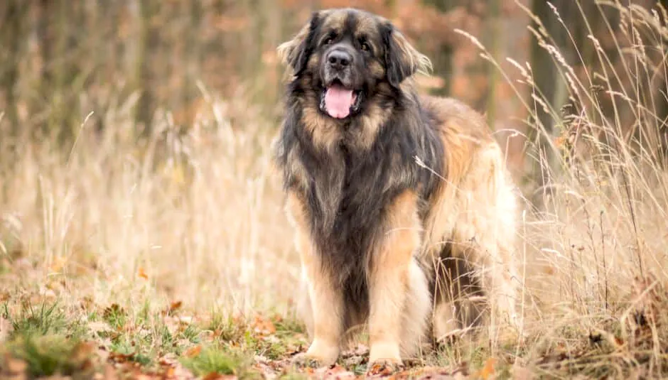 75 Estrela Mountain Dog