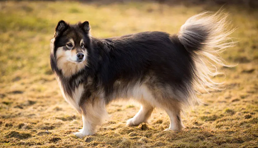 77 Finnish Lapphund