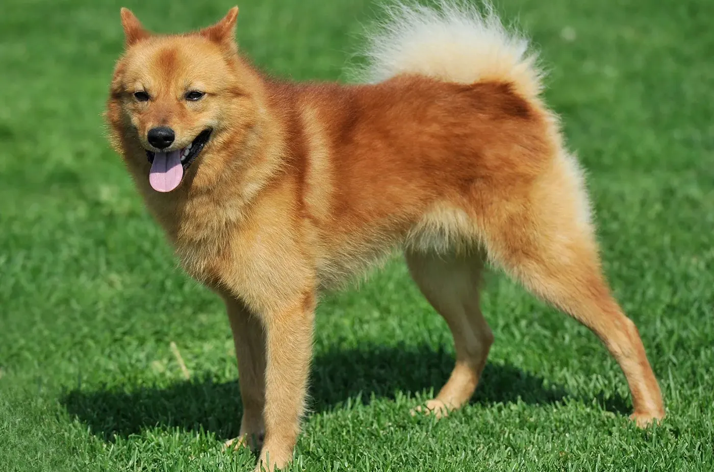 78 Finnish Spitz