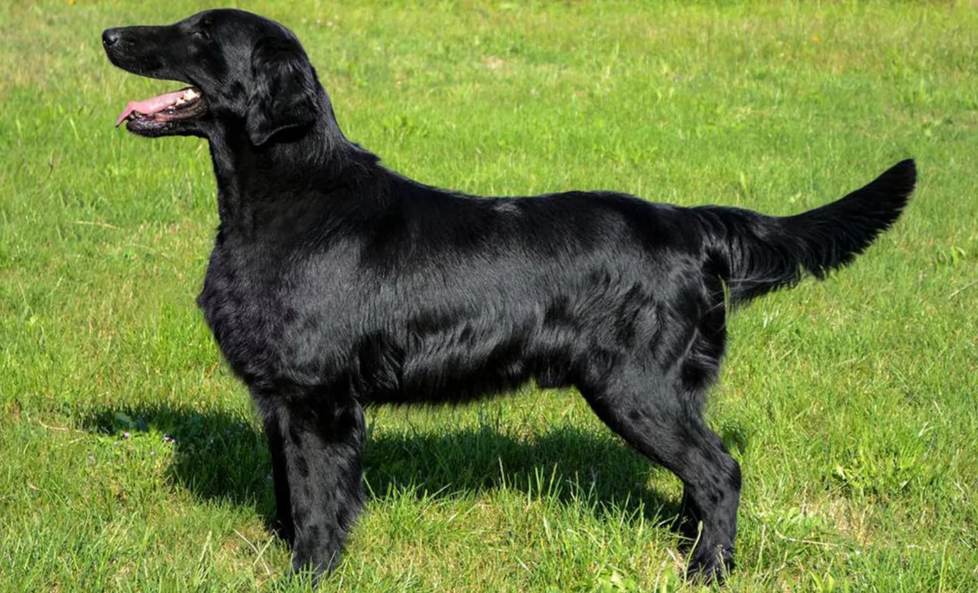 79 Flatcoated Retriever
